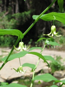 Streptopus amplexifolius